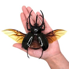 Chalcosoma atlas XL WINGS SPREAD beetle Indon...