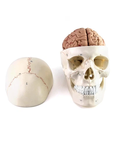 Life-Size Human Skull & Brain Anatomy Model, 11 Parts for Teaching & Learning