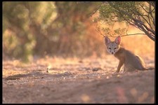 196054 Desert Kit Fox A4 Photo Print