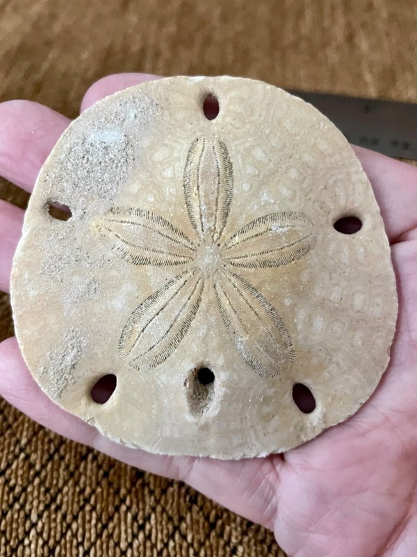 Fossilized Sand Dollar Fossil 3” Diameter Mellitella californicus 2+ mil yrs old