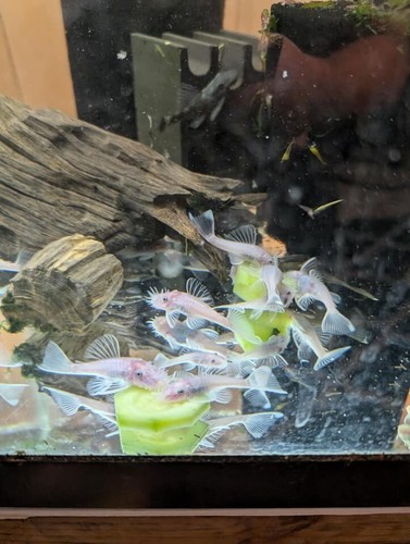 1 male and 1 female Adult pair SNOW WHITE plecos short fin with FREE SHIPPING!!