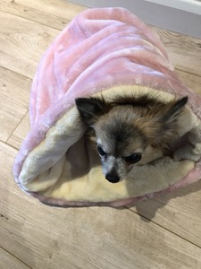 dog snuggle sack carrier