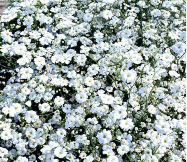 BABY'S BREATH WHITE Gypsophila elegans COVENT GARDEN MARKET Flor Semillas Frescas