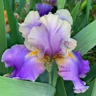 Tall Bearded Iris Rhizome "KEVIN'S THEME"  Frederick Kerr  1993  AWARDS! — photo 4
