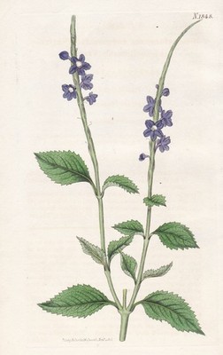 Stachytarpheta Urticifolia Flower Blume Botany engraving Kupferstich Curtis 1848