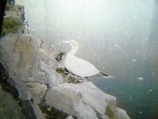 ANTIQUE REAL PHOTOGRAPH ANIMAL BIRD MAGIC LANTERN SLIDE GANNET ON BASS ROCK