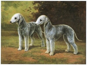 Bedlington Terrier "Duo" - CUSTOM MATTED - Vintage Dog Art Print - Megargee
