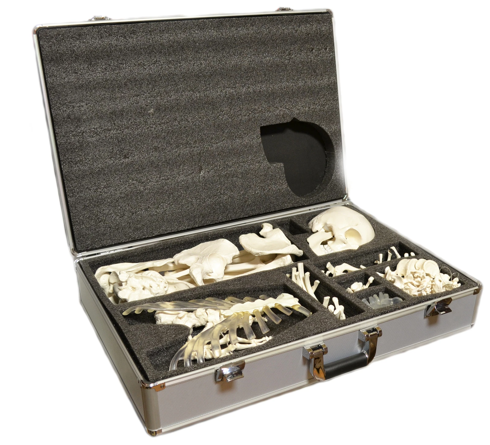 Disarticulated Human Skeleton, Full, Life-Sized 62" Height with Premium Metal