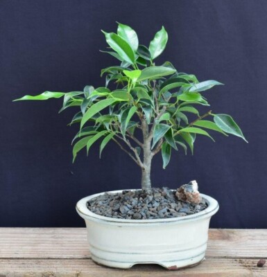 Oriental Ficus Bonsai Tree - Small Tree 5''H Indoor Ficus Benjamina Orientalis