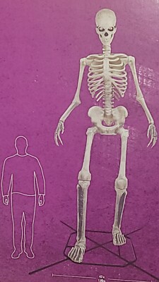 12 FT Grave and Bones GIANT-SIZED Skeleton with LifeEyes LCD Eyes Halloween NEW.