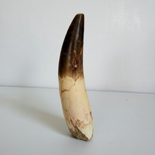 Huge 9 cm Spinosaurus Tooth – Massive Dinosaur Fossil Display Specimen