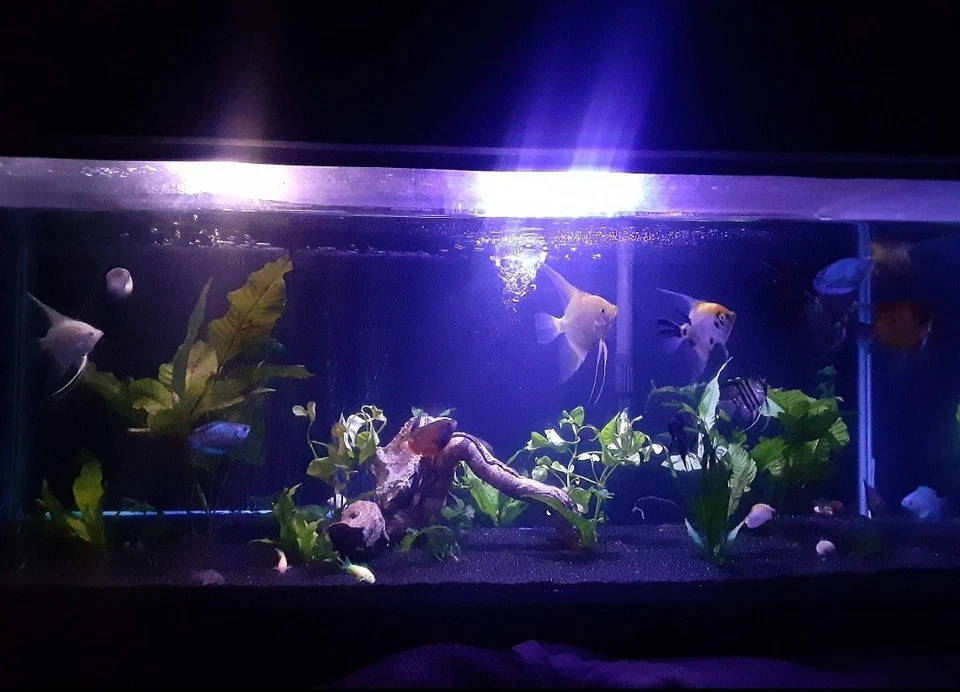 40 Gallon Aquarium For Sale. Tank Comes With Everything. - Image 3 of 3