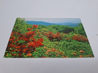 Vintage Postcard Flam Azalea on Gregory Bald Great Smoky Mountains National Park