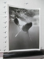 ABC TV show photo 1970s Undersea World Jacques COUSTEAU humpbacked whale singing