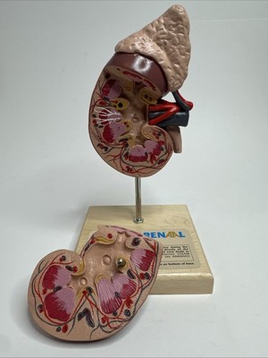 Cozaar Hyzaar 3D Model Anatomical Kidney Human Anatomy Pharma Collectible