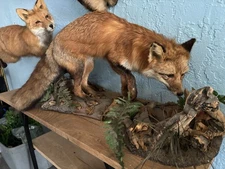 Red Fox Full Body Standing Mount Woodland Setting
