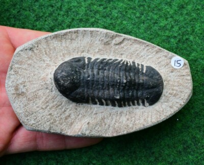 Trilobit Fossil Reedops Devon Marokkanische Haizähne Dino  UK Verkäufer  12cm #15