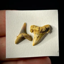 Extinct Sand Tiger Shark Tooth (Jaekelotodus trigonalis) .69" & .63" Fossil
