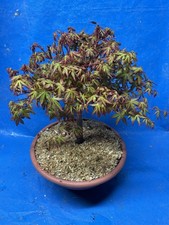 Bonsai Acero Palmato In Vaso Età 7/8 Anni