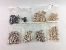 Lot Assorted Small Sea Shells Various Sizes Types Conch Nassarius Tigrina Turbo