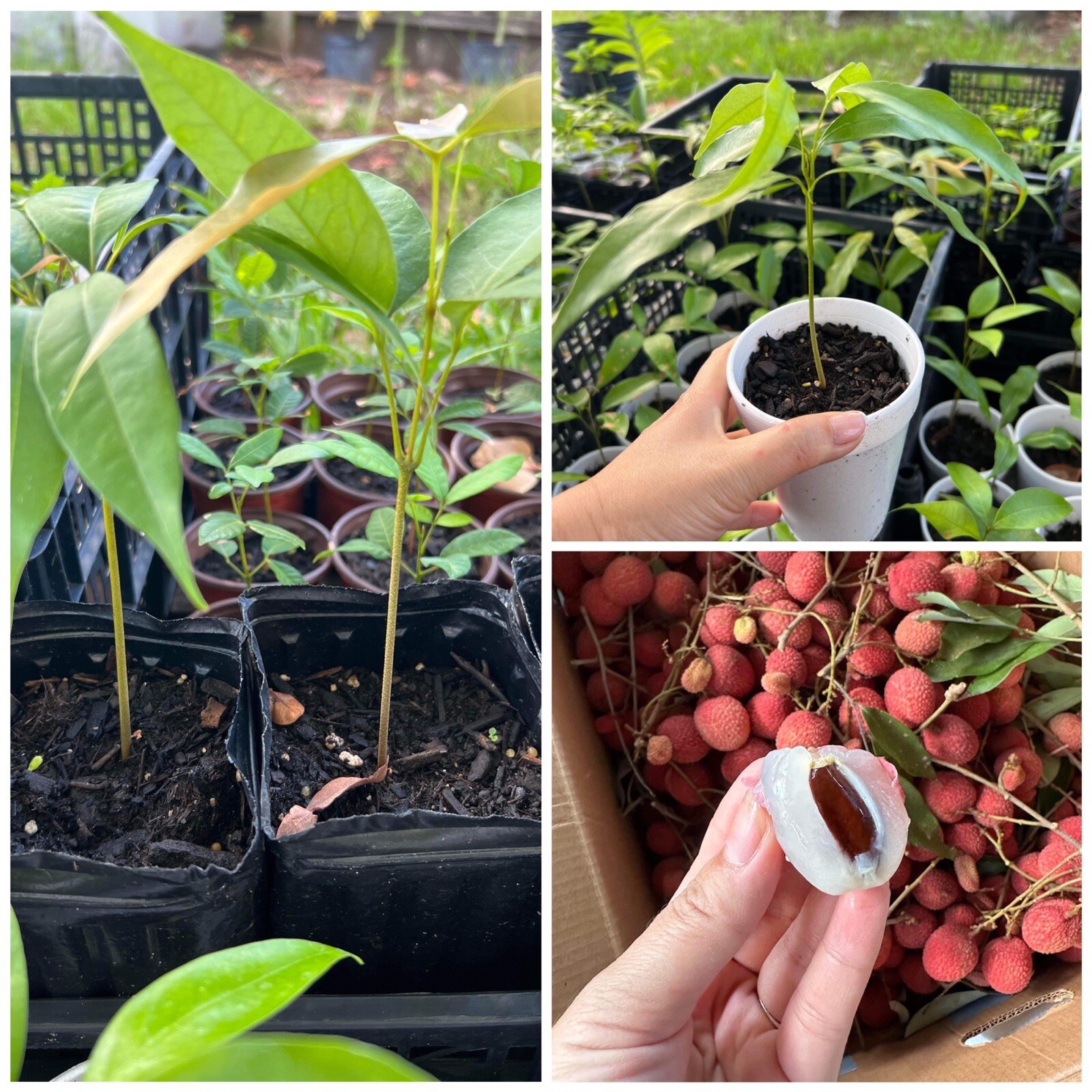 Organic Lychee, sweet Litchi tropical exotic EDIBLE fruits Tree, Cây