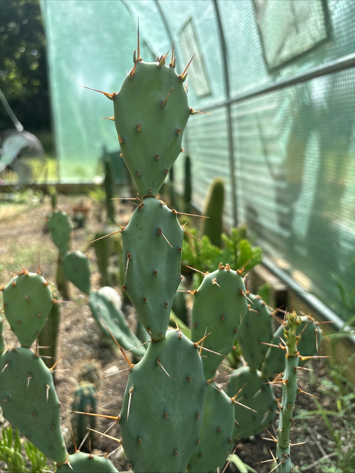 Opuntia Nemoralis Cactus