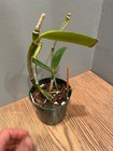 C. intermedia aquinii-coerulea `Kimberly Bennett' Select Cattleya Orchid Plant — photo 4
