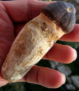 vul@@top : DENT DE GLOBIDENS SUR MACHOIRE @@@