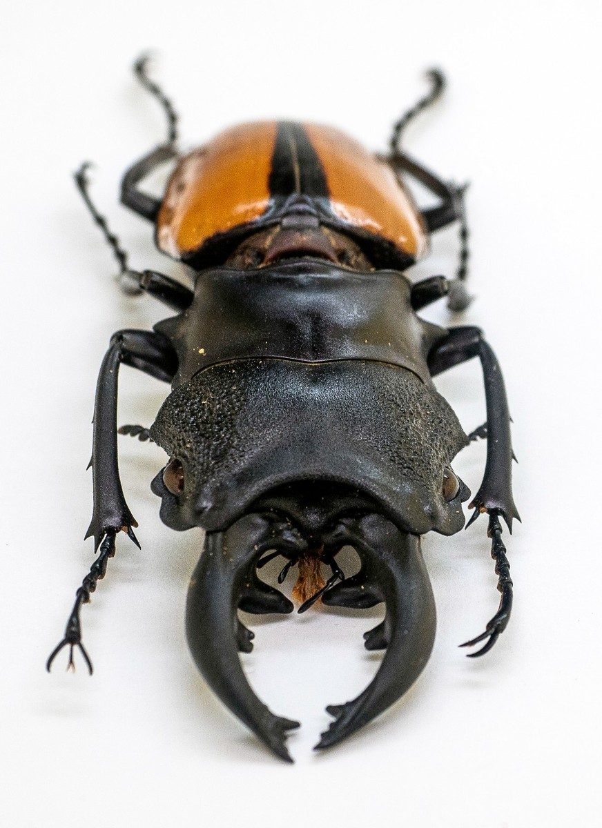 Lucanidae - Stag Beetle - Odontolabis ludekingi (m) 70mm