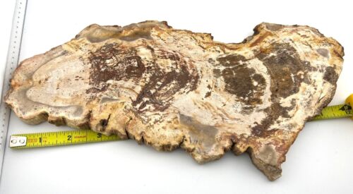Petrified Wood Stone Slice 12" X 5" Fossil Specimen Polished Indonesia 2lbs 6oz - Picture 2 of 4
