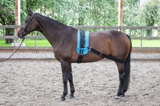 Elasticated Lunging Band One Size Adjustable 119cm-180cm