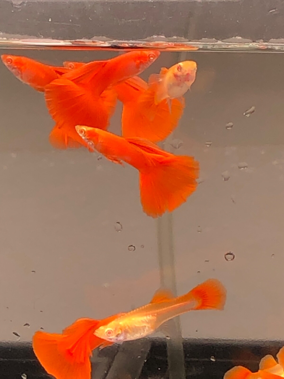 Albino full red high quality USA seller guppy live fish eBay