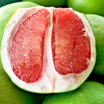 Pomelo Thapthipsayam Grafted Plant Fruit Tree Tropical Unique Thailand Tall 20''