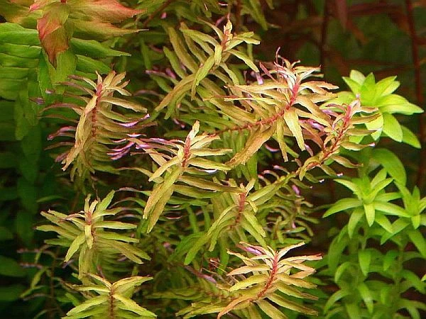 50 plantas Rotala magenta macaranda acuario tanque plantado aquascaping pecera Foto 3 de 3