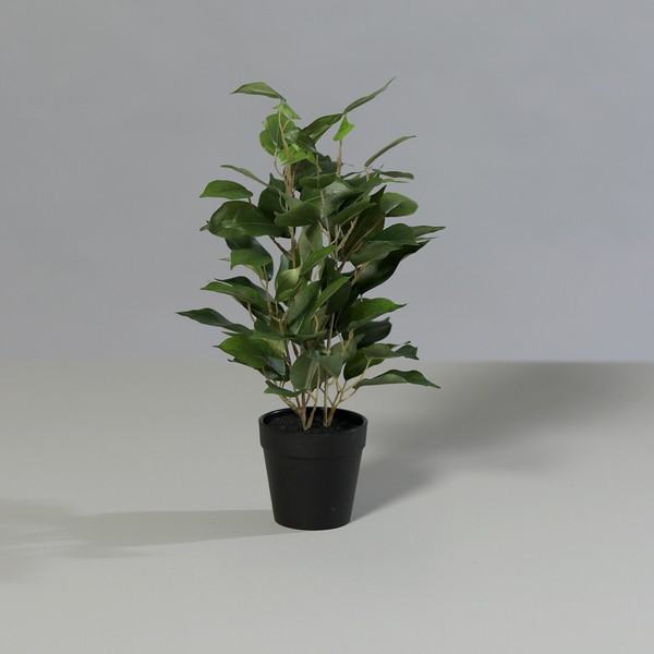 KüNstlicher Mini-Ficus Im Schwarzen Kunststofftopf 36Cm GrüN Kunstpflanze Ficus-image