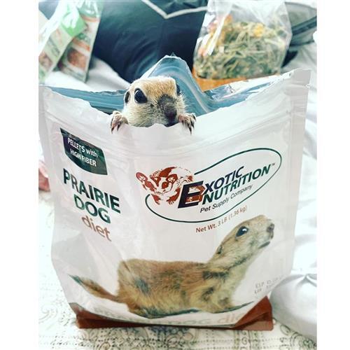 Prairie Hundediät (2,5 Pfund) - Ernährungskomplette proteinreiche ballaststoffreiche Lebensmittel - Bild 6 von 7