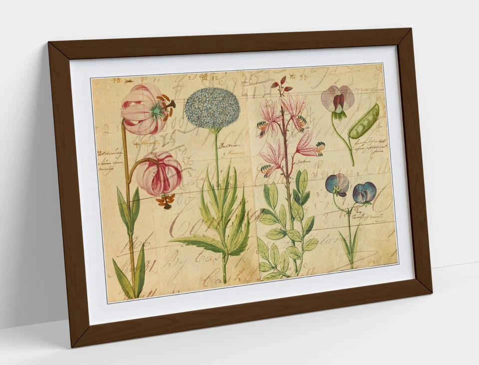 VINTAGE BOTANICAL FLOWER ILLUSTRATIONS DECOR FRAMED ART POSTER PIC PRINT 4 SIZES - image 2 of 4