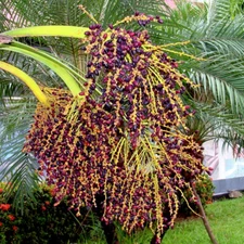 Dwarf Pygmy Date Palm Tree Seeds (Phoenix roebelinii) Tropical Indoor Houseplant