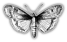 Butterfly Sketch Car Bumper Sticker Decal