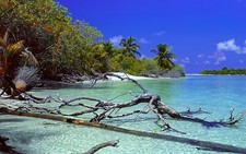 Landscape nature deserted island beach trees dead palm Custom Gaming Mat Desk