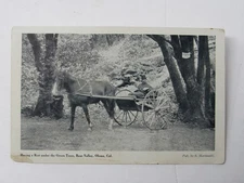 Bear Valley Olema California Antique Postcard c1919 Horse and Buggy