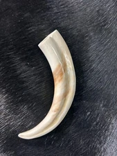Warthog Tusks- 2 Genuine Polished Warthog Tusks - Average Size: 6 to 8 inches