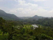 Digital Image Picture Photo Wallpaper Background Nature Forest Desktop Art