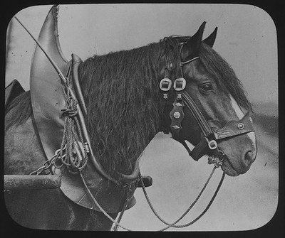 VIKTORIANISCHES PFERD Foto EIN ZUGPFERD UM 1890 Magisches Laternendia TIERSTUDIE