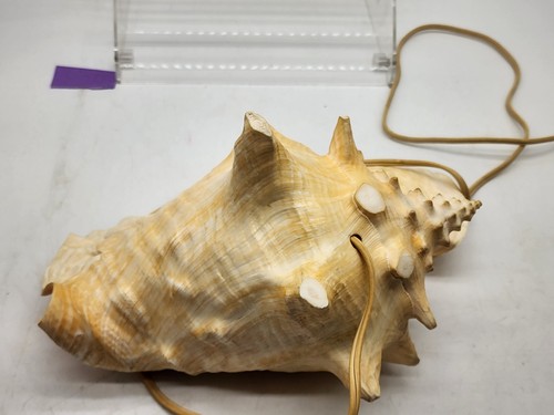 Große 11" gehörnte King Queen Muschel Lampe Nachtlicht Maritim Ozean - Bild 4 von 6