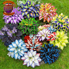 Bare Root Hosta Mixed Seedlings, Many Colors, Fast-Growing, Perfect for Shady G