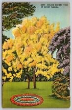 Postcard Golden Shower Tree in Sunny Florida linen D152