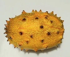 Kiwano Melon 20 Seeds, Cucumis metuliferus, Horned Melon, Heirloom Cucumber