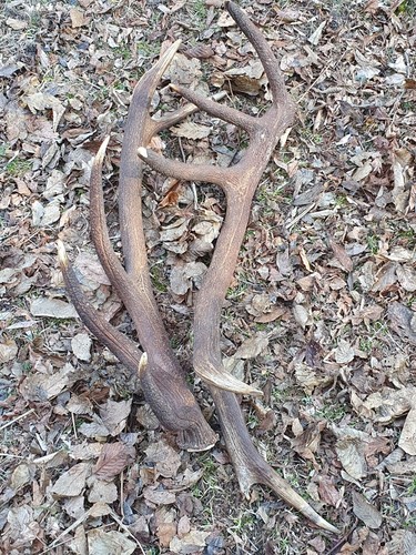 Abwurfstange Geweih Rothirschgeweih Hirschgeweih Hirschhorn Jagd Jäger Jagen - Bild 3 von 4