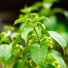 Gymnema sylvestre, Gurmar, Australian Cow-Plant Se eds Fresh 2025 Harvest